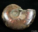Inch Flashy Red Iridescent Ammonite #2583-1